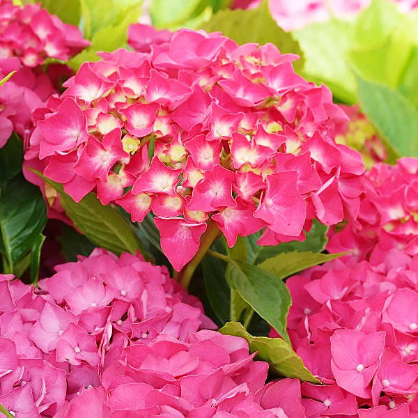 

Саженцы Гортензии крупнолистной Сибилла / Мася (Hydrangea macrophylla Sibilla / Masja)
