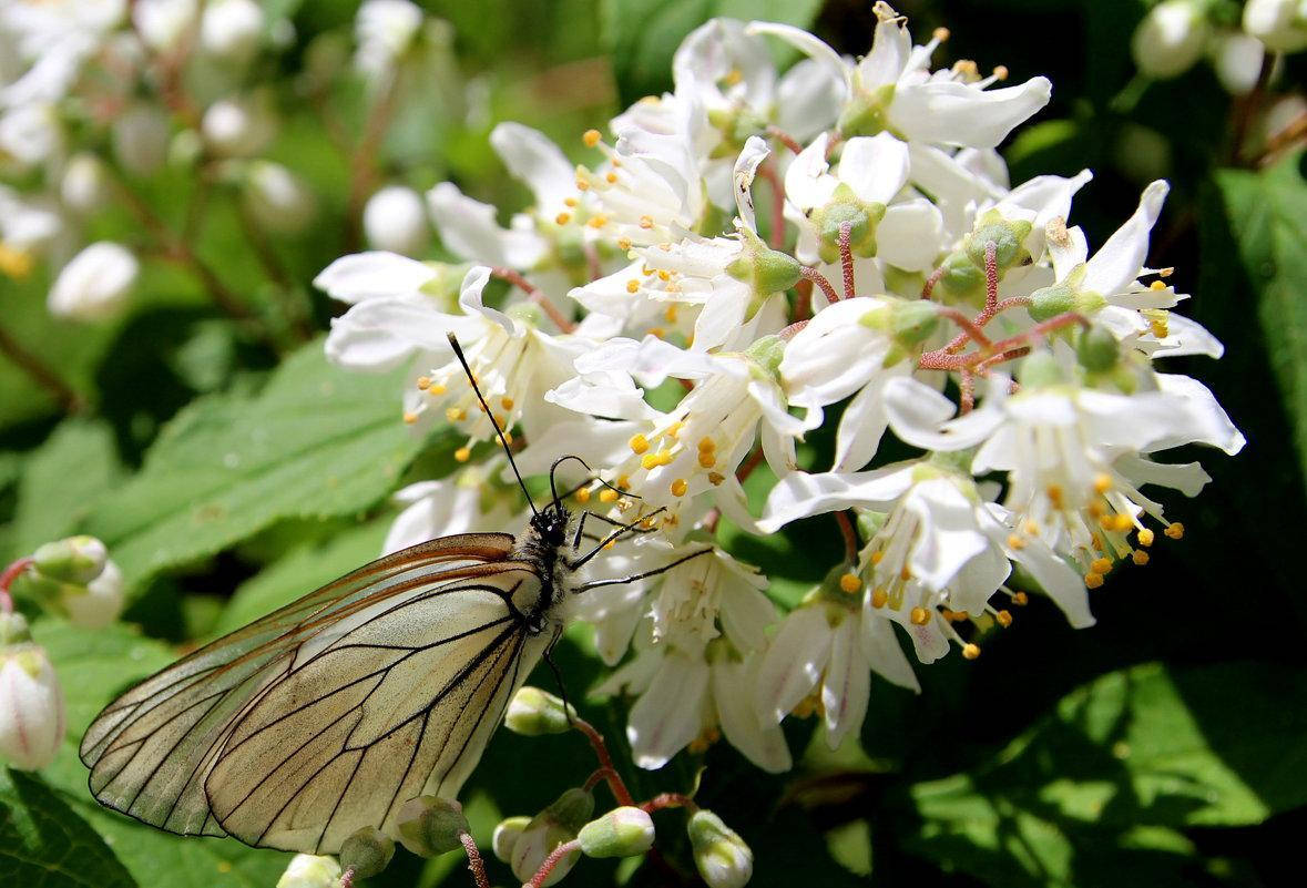 

Дейция белая