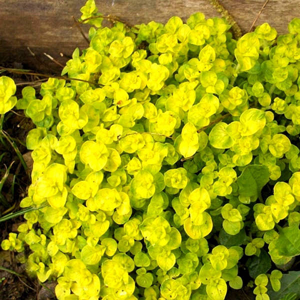 

Орегано карликовая, aureum crispum