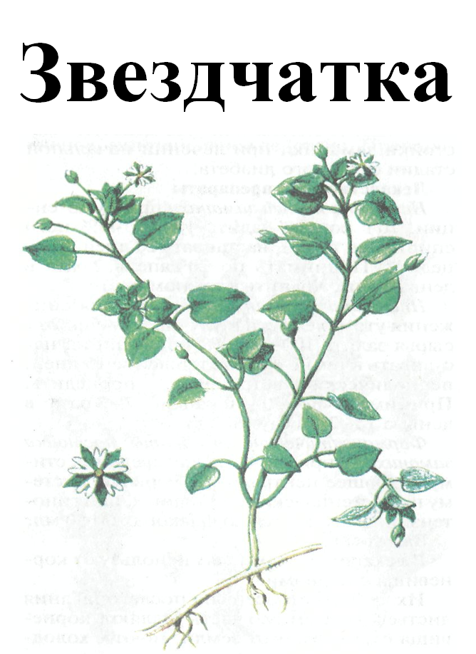 

Звездчатка, трава сухая, 25 грамм