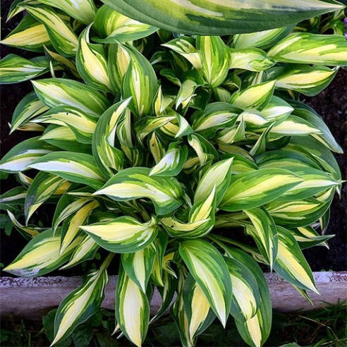 

Хоста Лэксайд Литл Тафт \ Hosta Lakeside Little Tuft ( саженцы )