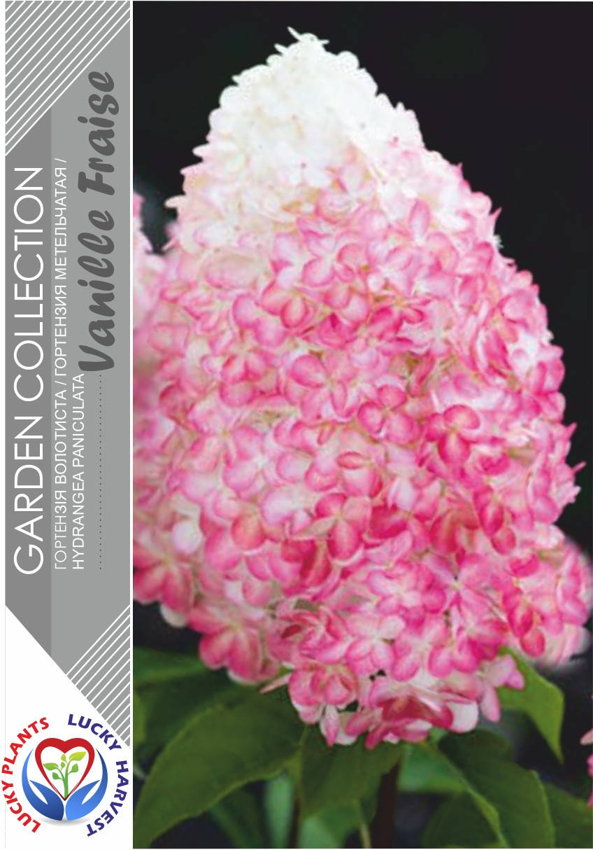 

Саженцы Метельчатой Гортензии " Vanille Fraise " ( Ваниль Фрайз ) ТМ LUCKY HARVEST