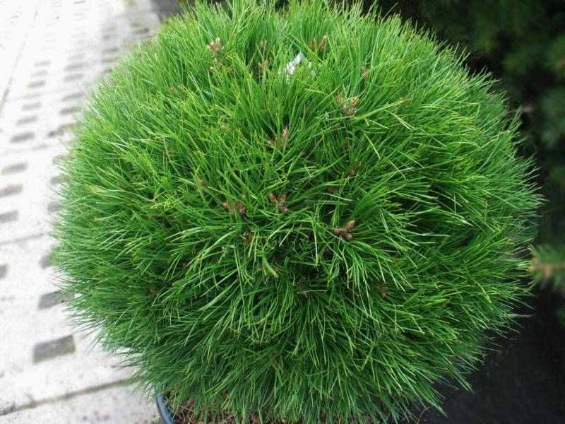 

Сосна горная Варелла С2(Pinus mugo Varella)
