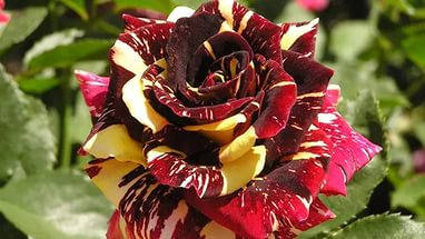 

Чайно-гибридная роза сорта Абра Кадабра