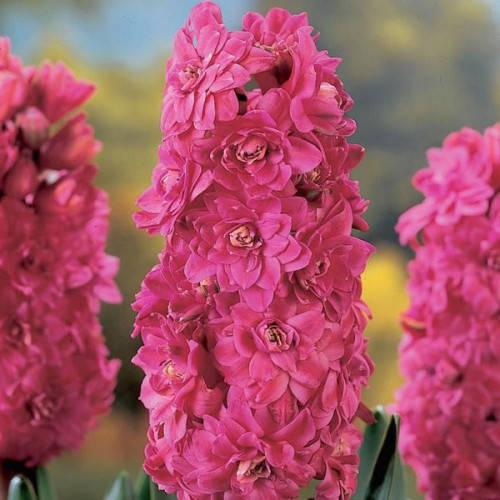 

Гиацинт махровый "Chestnut Flower", Синий