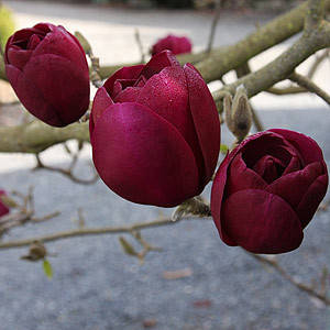 

Магнолия "Black Tulip" (возраст саженца 3 года)
