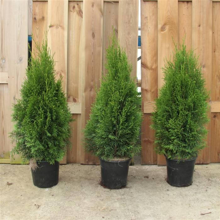 

Туя західна Smaragd 60 см / Туя западная Смарагд 60 см / Thuja Smaragd