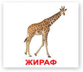 

Дикие животные. Карточки Домана. Вундеркинд с пелёнок. Ламинированные