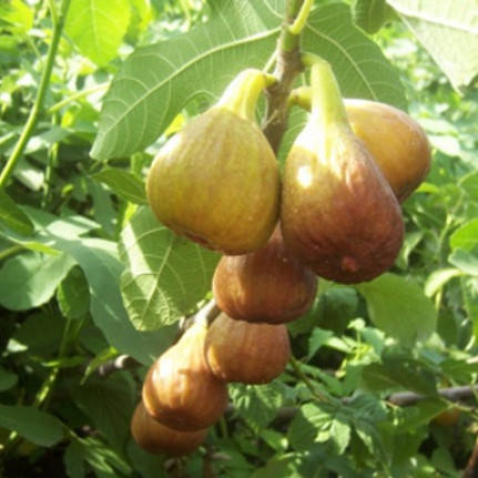 

Инжир Турецкий белый (White Turkey) 25-40 см. Комнатный