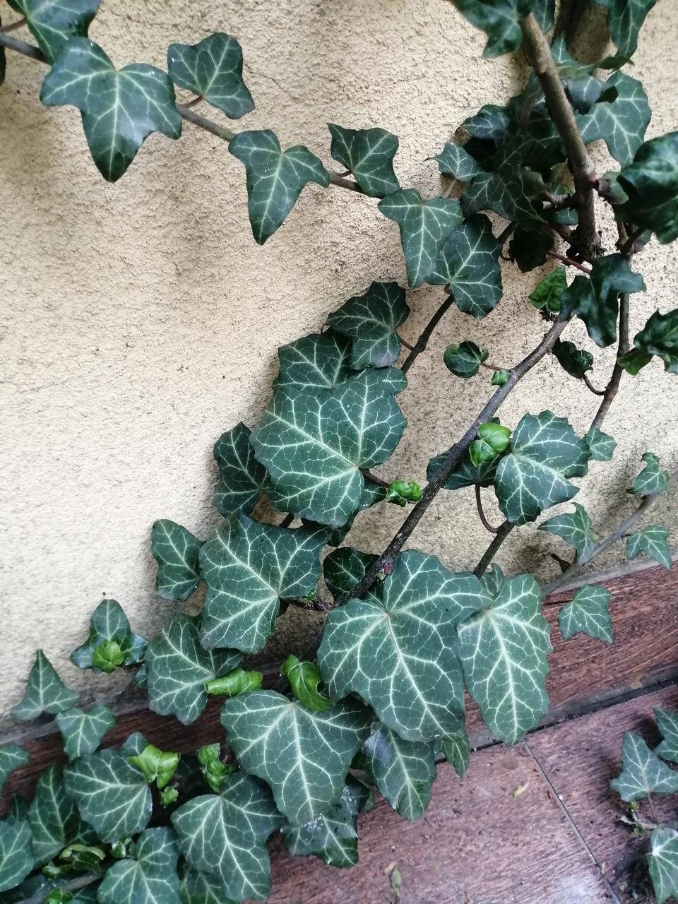 

Плющ обыкновенный (Hedera helix L.), саженцы