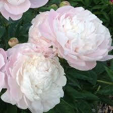 

Отдушка для мыла с нуля (щелочная основа) Пион, 10 мл.