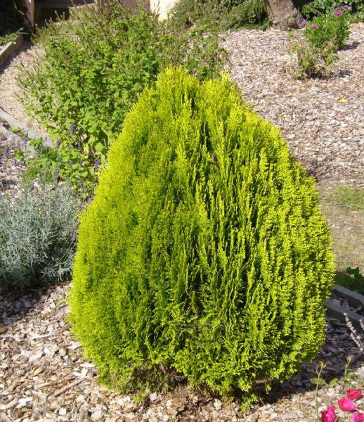 

Туя восточная " Ауреа Нана" \ Thuja orientalis 'Aurea Nana' ( Р9 15-20СМ) саженцы