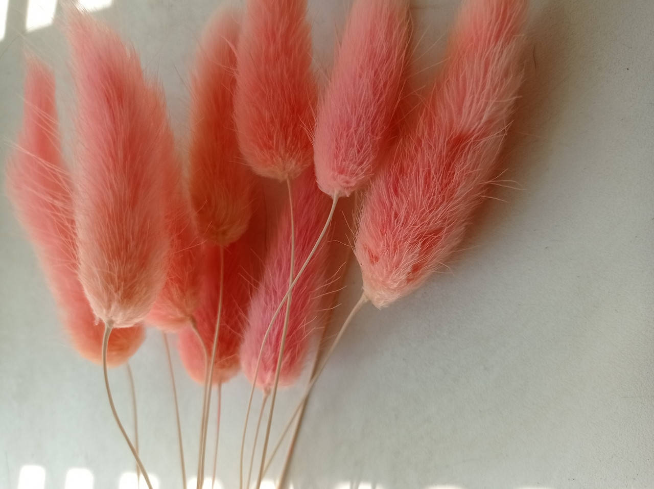 

Сухоцвет лагурус нежно персиковый