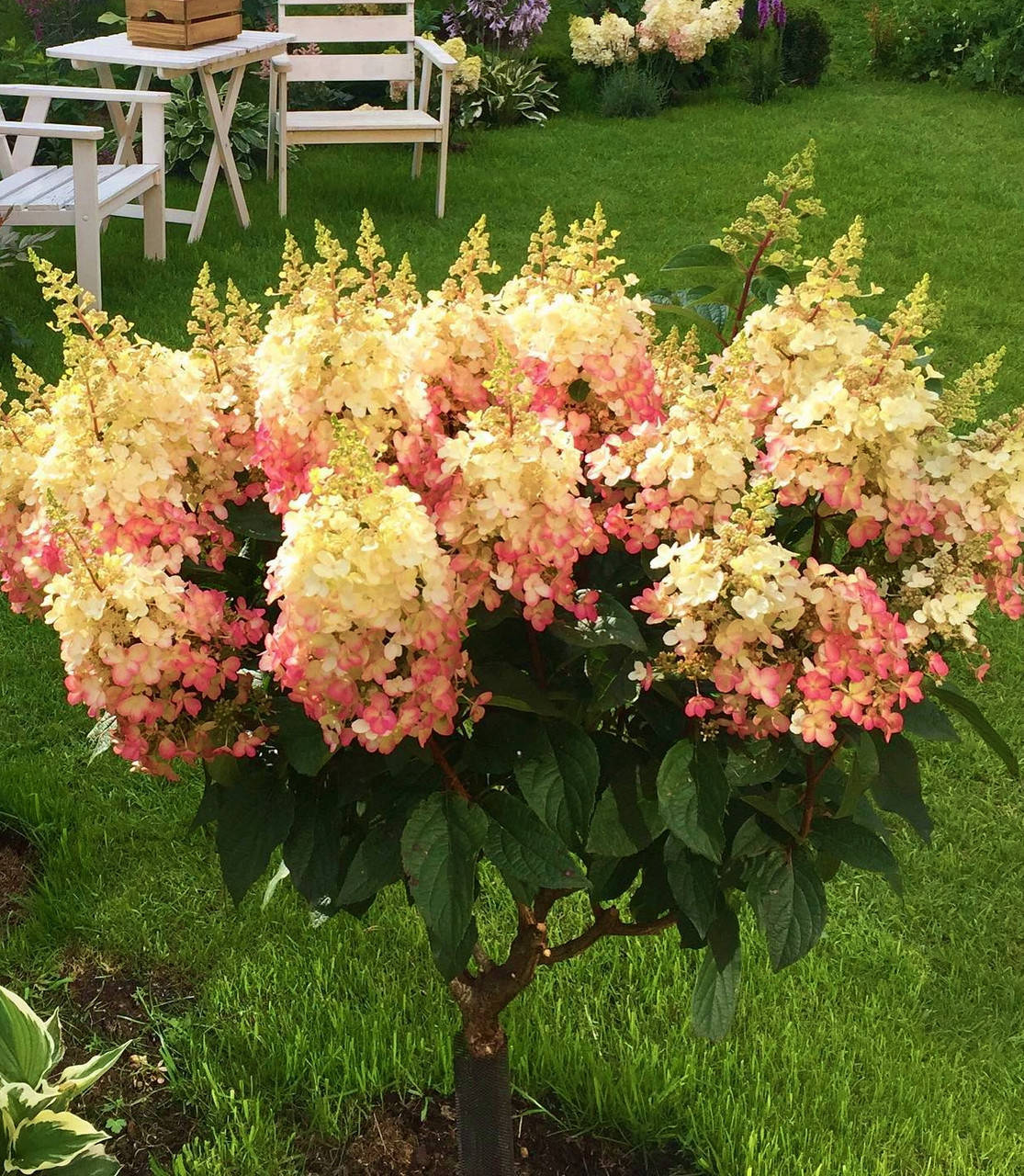 

Гортензия метельчатая "Кендлилайт" \ Hydrangea paniculata Candlelight ( саженцы 3 года )