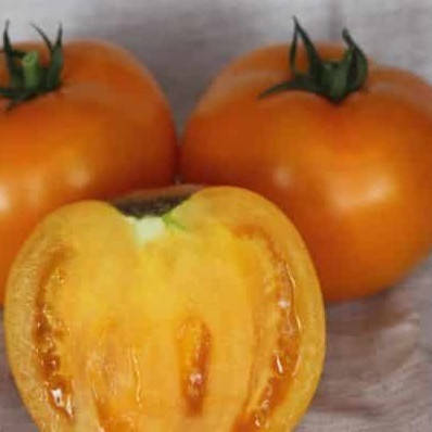 

Айсан F1 (КС 18) 10 шт семена томата низкорослого жёлтого Kitano