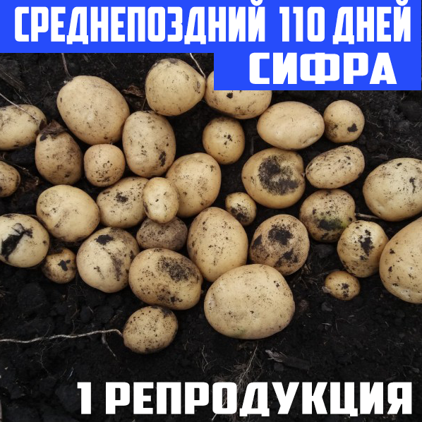 

Семенной картофель среднепоздний посадочный картофель голландский Семенная картошка сорта СИФРА 1 репродукции