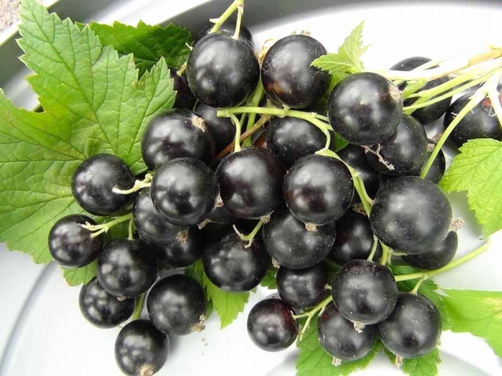 

Чорная смородина Юбилейная копаня