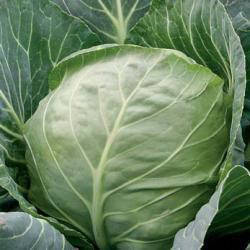 

Семена капусты б/к Этма F1 (2500 сем.) калибр. Rijk Zwaan