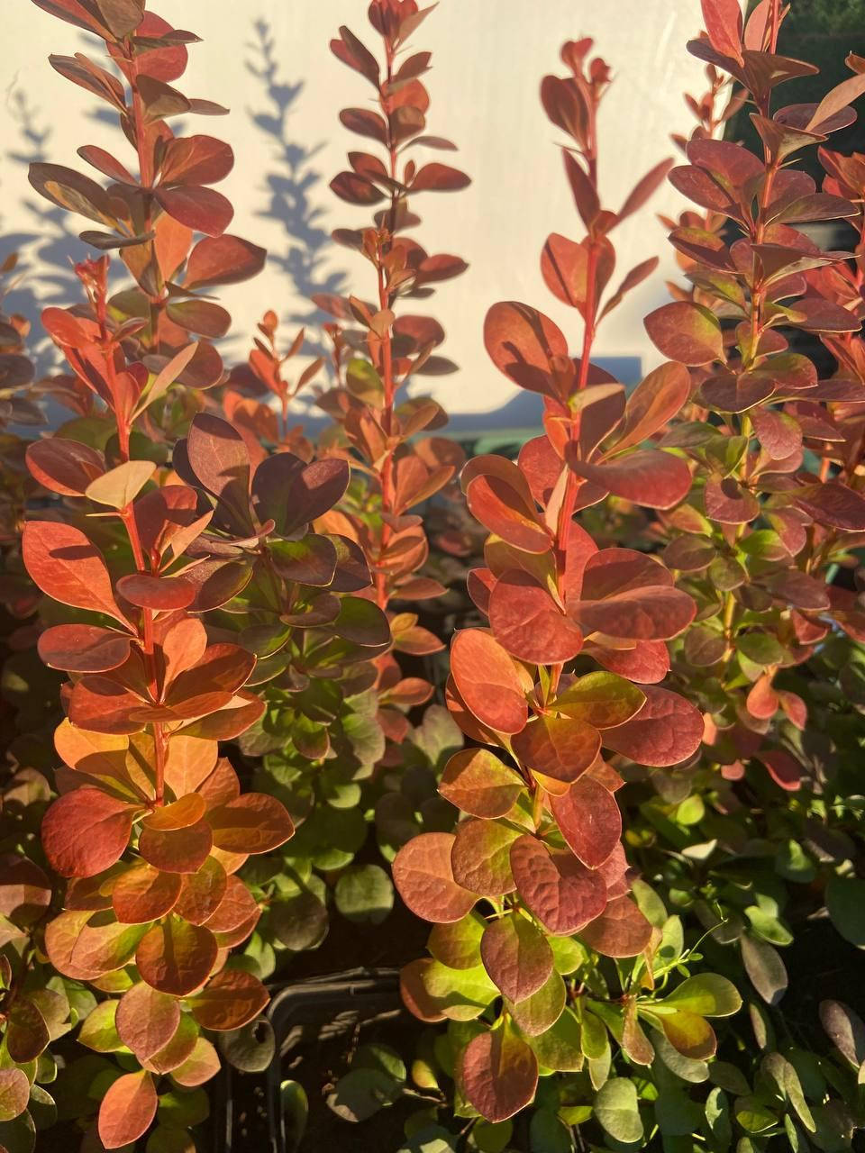 

Барбарис Тунберга Вулкано (Berberis thunbergii Vulcano) 30 см