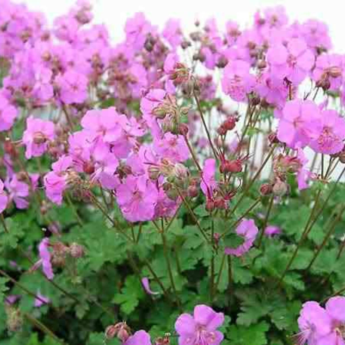 

Герань кантабрийская, Geranium cantabrigense