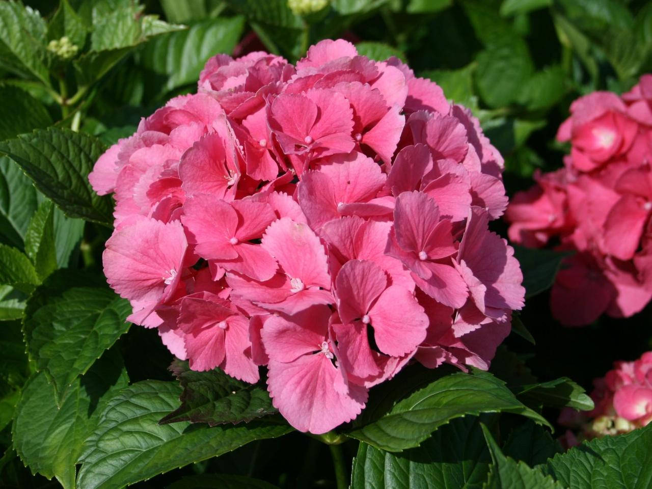 

Гортензия Сибилла (Sibilla)