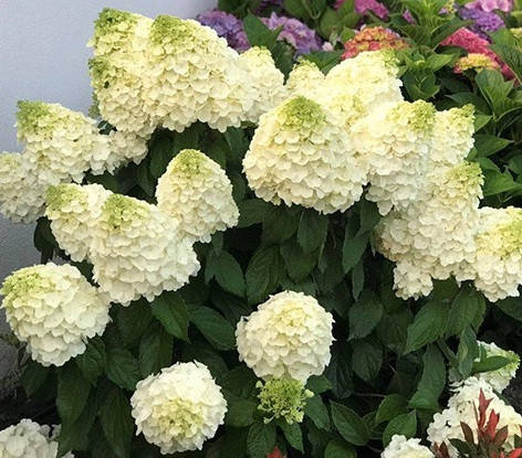 

Гортензия метельчатая Меджикал Монт Блан, С3 / Hydrangea paniculata Magical Mont Blanc