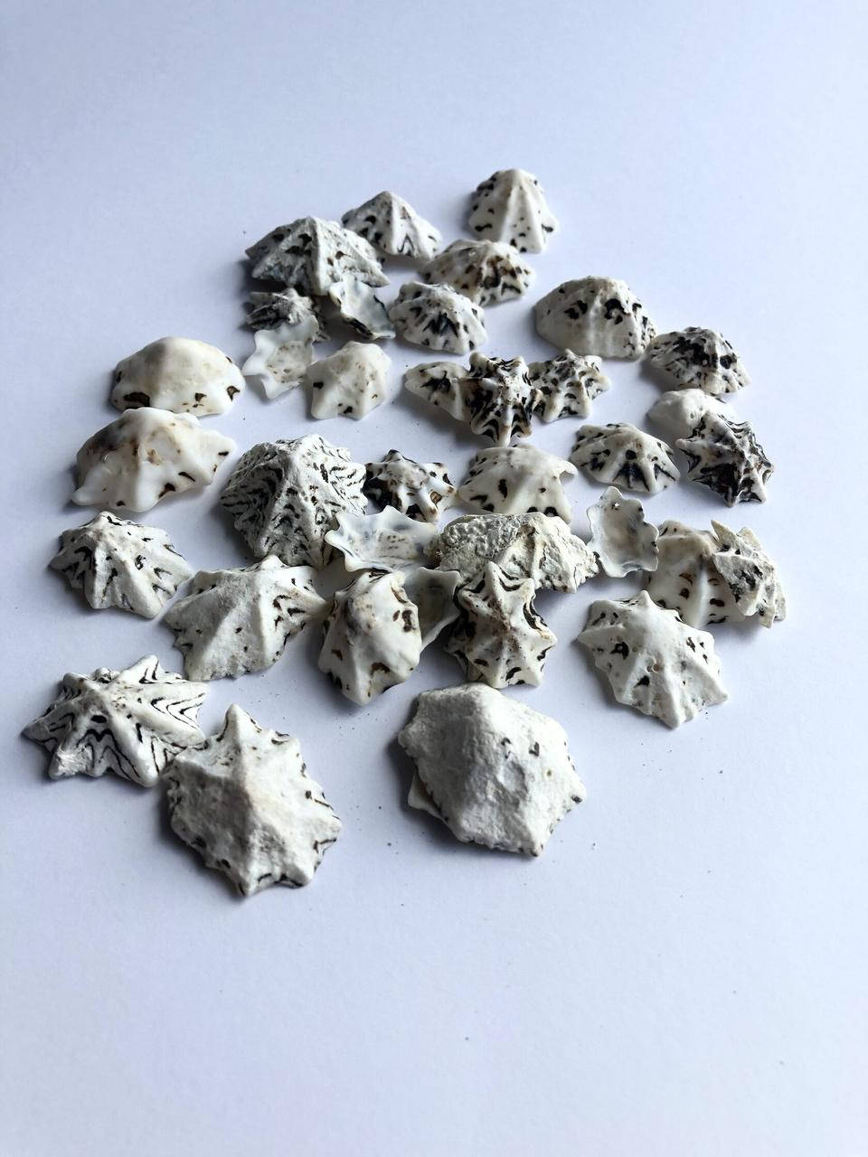 

Ракушка морская Стар лимпед 1-3см