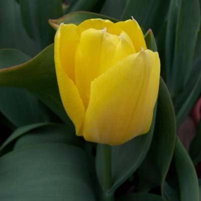 

Тюльпан Golden Emperor (луковицы) 3 шт