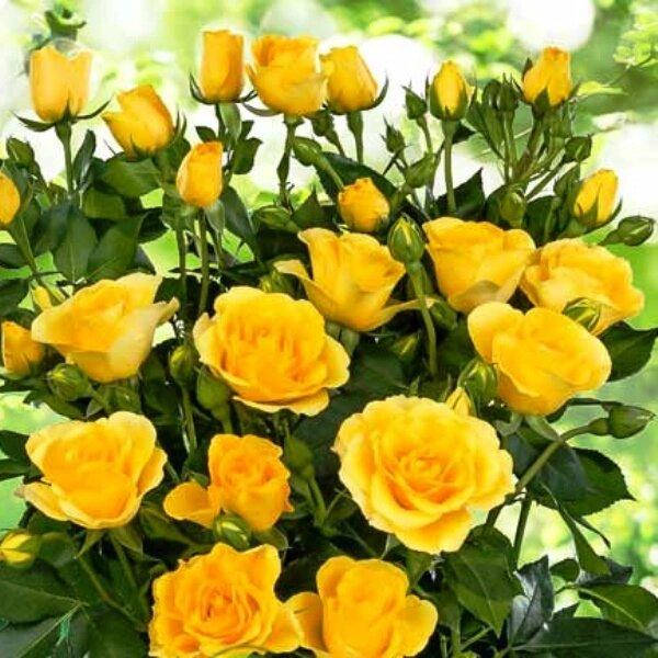 

Роза Gold (саженцы).