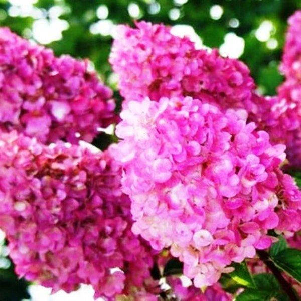 

ГОРТЕНЗИЯ МЕТЕЛЬЧАТАЯ SUNDAE FRAISE (САЖЕНЦЫ).