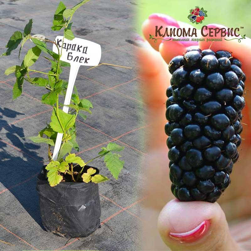 

Ежевика сорт Карака Блэк (Karaka Black) 1 летняя, конт. 1.1 л