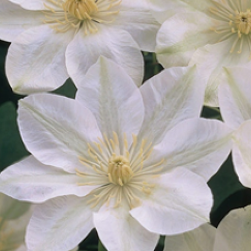 

Клематис Guernsey Cream (Джернси Крим)