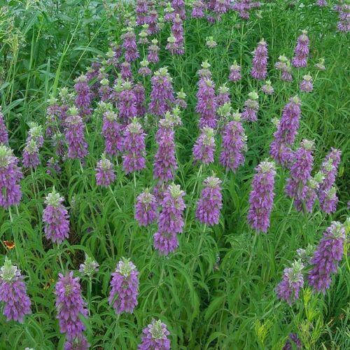 

Monarda citriodora bergamot, Монарда цитрусовая бергамот 20 семян
