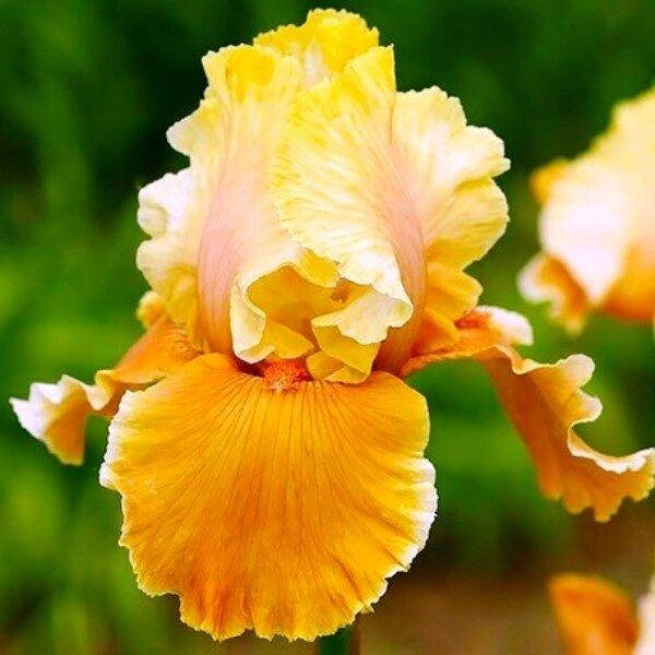 

Ирис бородатый English Charm (корневища)