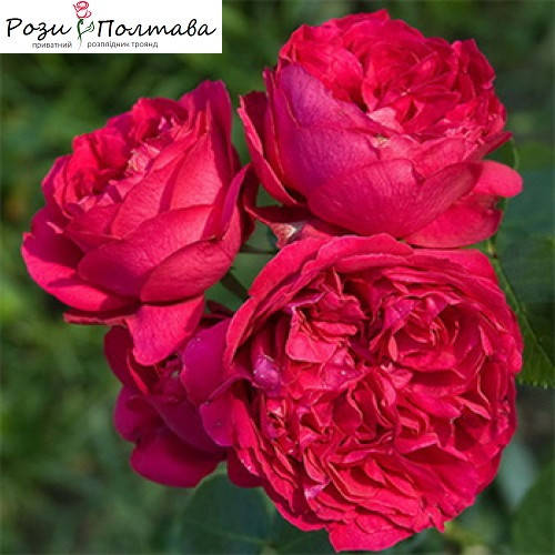 

Ред Эден Роуз (Red Eden Rose)