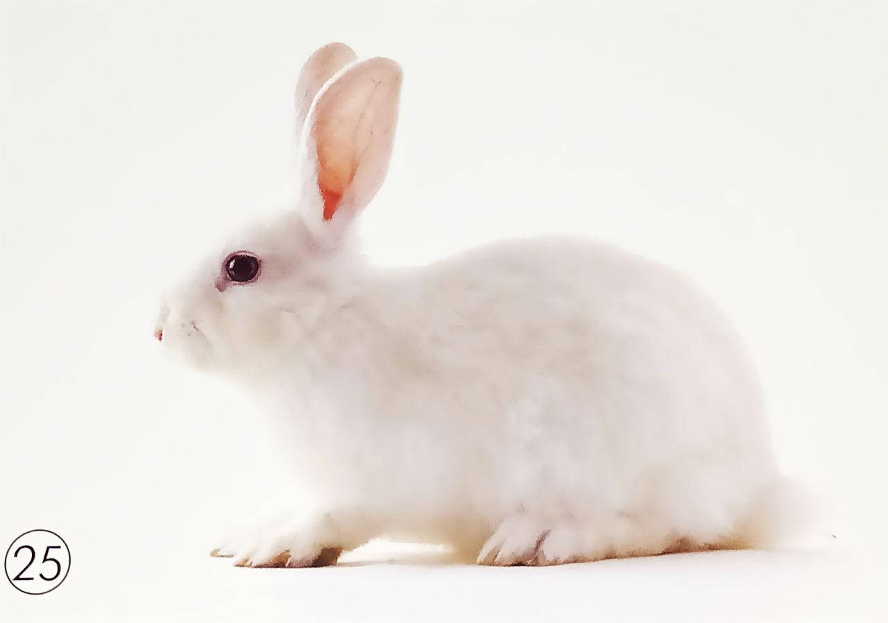 

Тварини свійські з дитинчатами. Птахи свійські. Тварини свійські. Міні картки односторонні. 27 шт. 8*12 см.