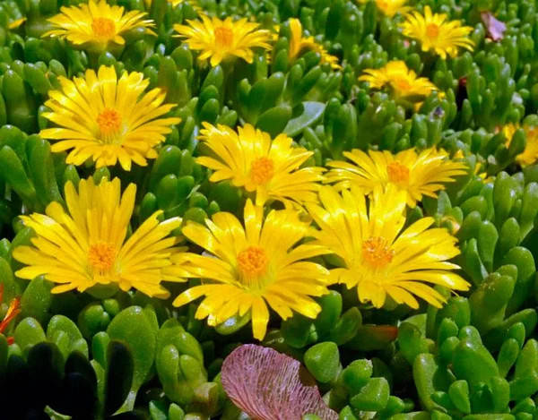 

7 Делосперма «Єллоу Айс Плант» Delosperma «Ice Yellow Plant»