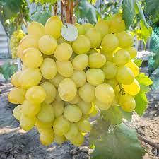 

Черенки винограда Слава Украине