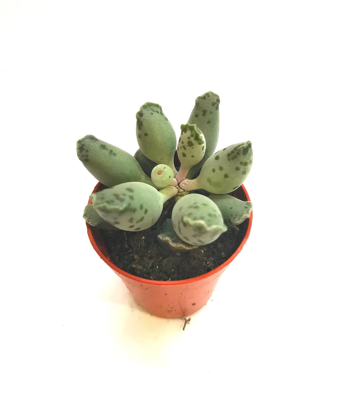 

Адромискус Adromischus cooperi v. festivus Суккулент Комнатное растение