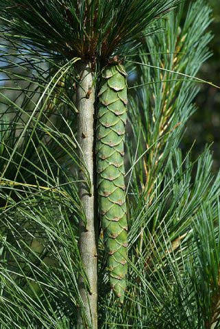 

Сосна веймутова /Pinus strobus C7.5 / H 80-100