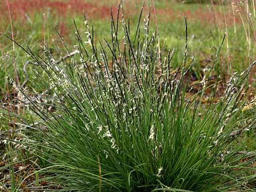 

Саженцы Зубровка душистая (Hierochloe odorata)