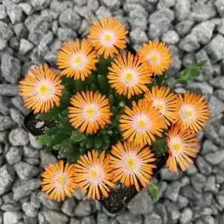 

Делосперма "Jewel of Desert Topaz" / Саженцы