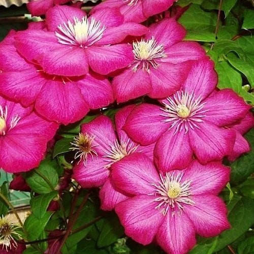 

Клематис Виль де Лион, Clematis Ville de Lyon (3 группа)