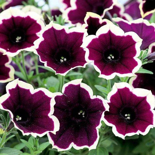 

Петуния Cascadias Rim Magenta рассада в горшке 0.3л