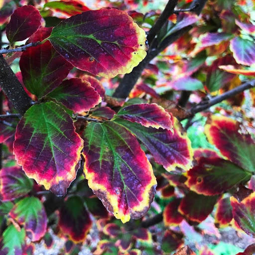 

Парротія персицька Персіан Спаєр/ Parrotia persica 'Persian Spire' С3 / Н 60-80