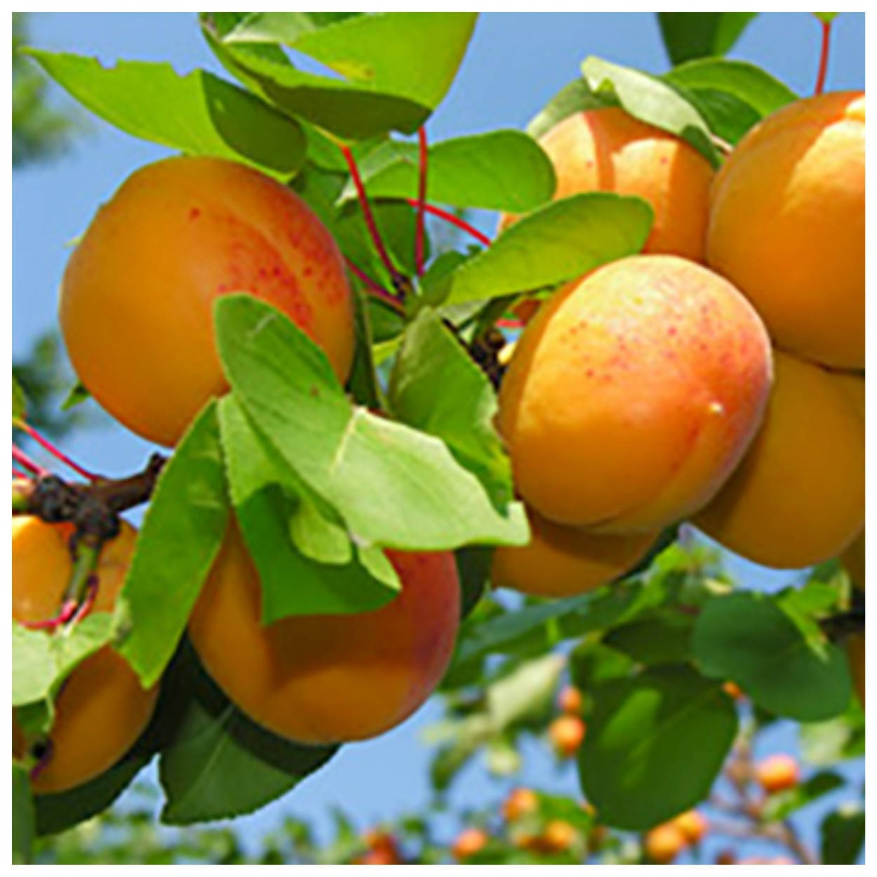 

Абрикос Ледана (ранний)