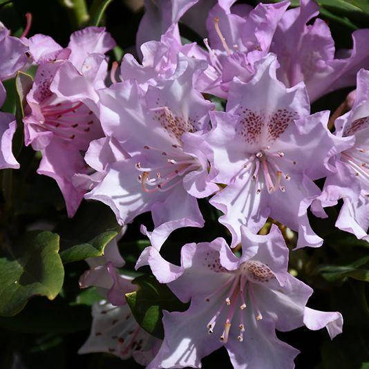 

Рододендрон гибридный Pohjola's Daughter, Rhododendron Pohjola's Daughter