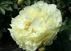 

Пион Lemon Chiffon