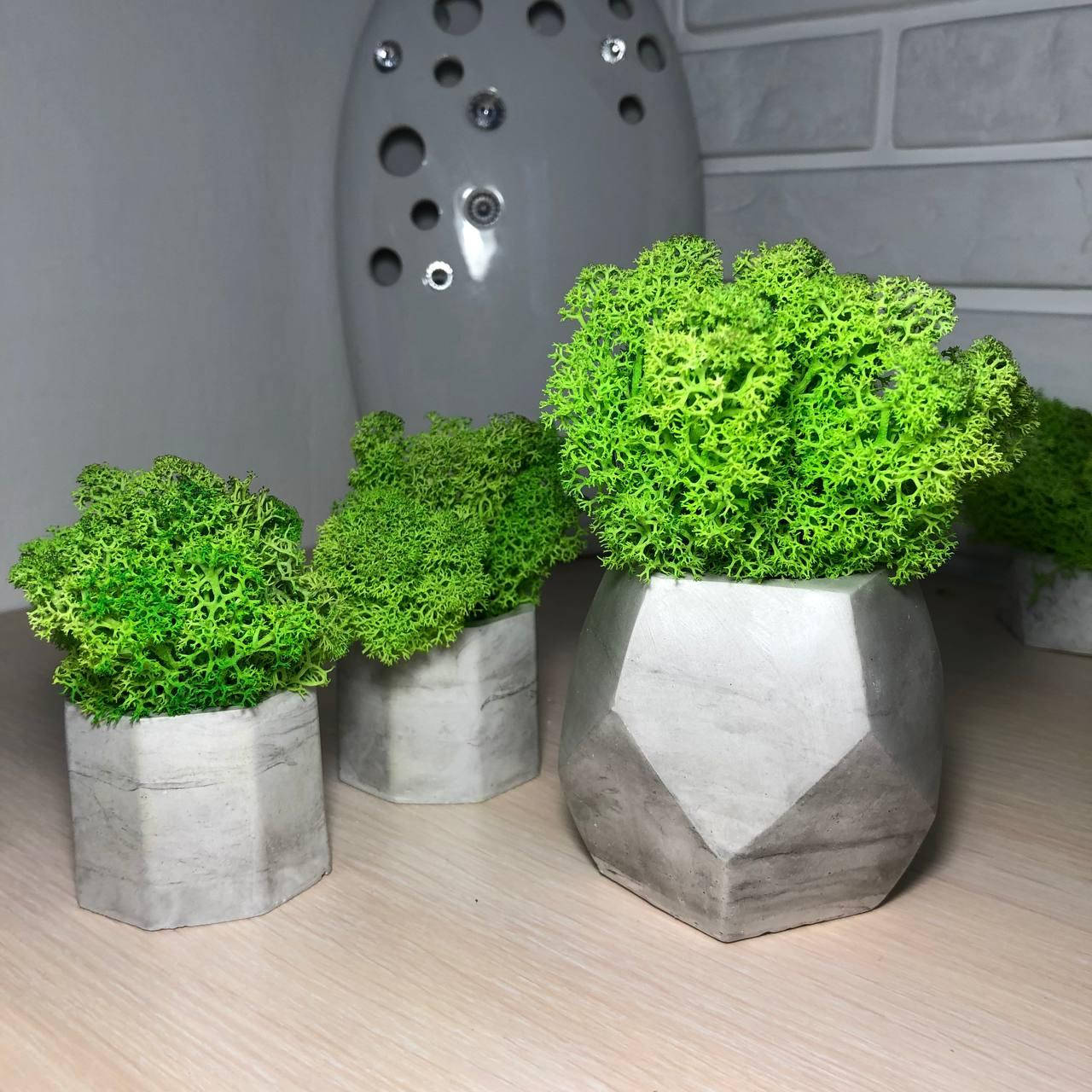 

Набор из мха для озеленение офиса ,дома ,заведения, киоска