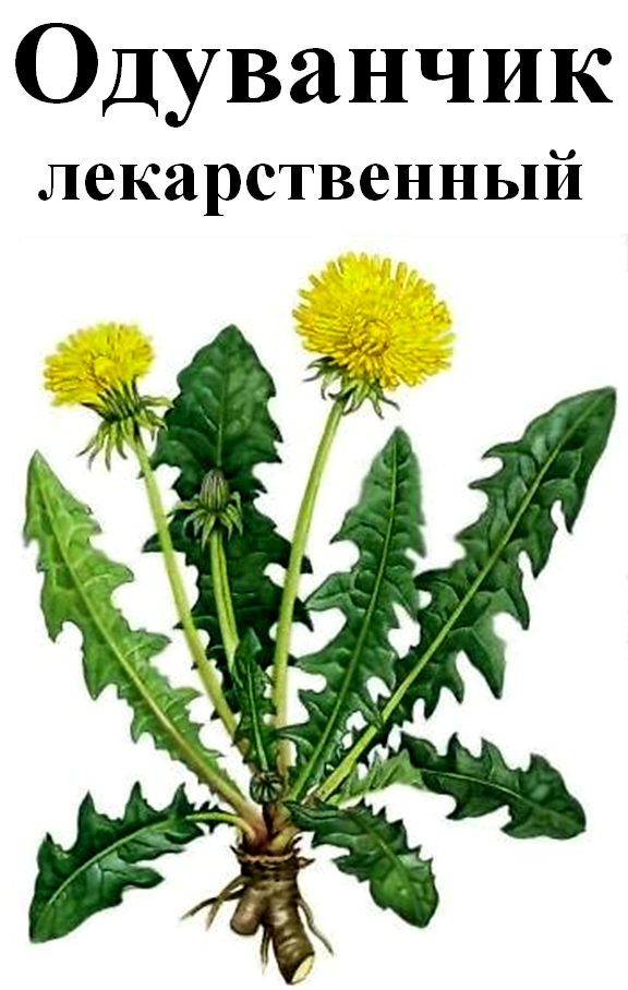 

Одуванчик лекарственный корень, 50 грамм